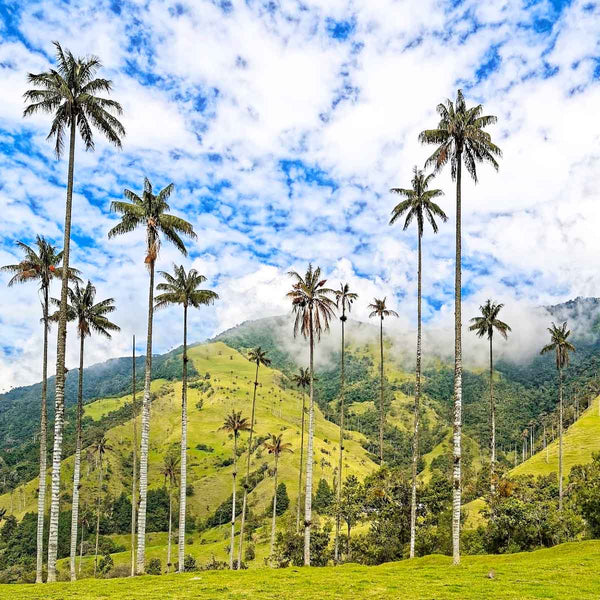 colombia-mountains-palms