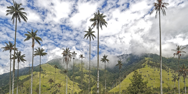 Colombia mountains palms cloudy sky